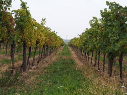 garden plot with grapes