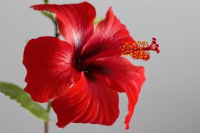 Flower Hibiscus Red
