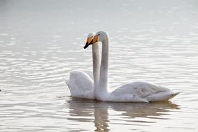 Swan Animal