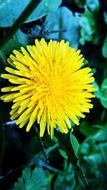 dandelion yellow on a background of green