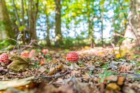 fly agarics in dried leaves