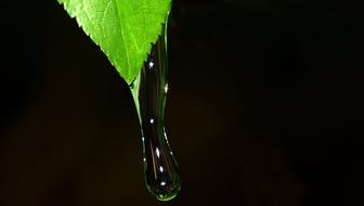 Close-up of the shiny water drop on the green leaf, at black background