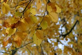 yellow autumn leaves on the branches