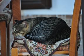 tabby domestic cat sleeping on a chair