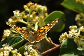 Butterfly Nature