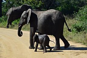 Elephants Young Wildlife