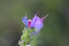 Grass Macro Meadow
