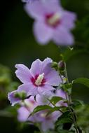 Nature Plants Park