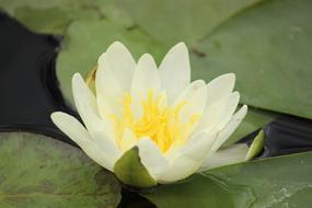 white lily of the lake