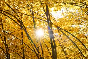 Autumn Season Landscape
