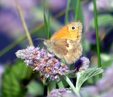 Insect Butterfly Wings