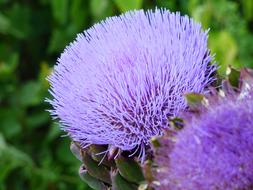 purple flower close up fluffy