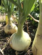 blooming garden onions