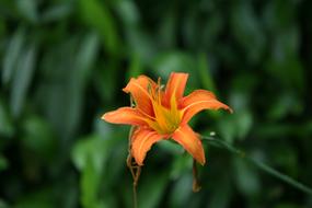 Nature Plants Leaf The