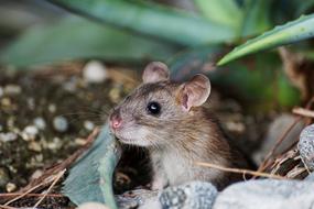 Mouse Nager Animal