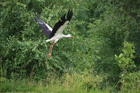 White Stork Meadow Spring