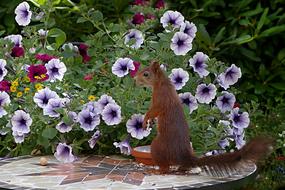 Animal Mammal Squirrel Sciurus