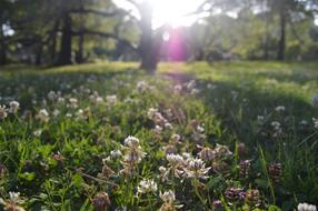 spring flower trail