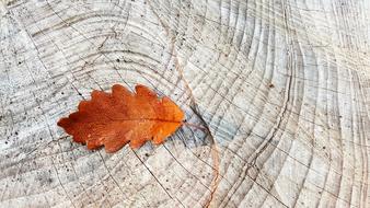 Autumn Fall Foliage Oak Leaf