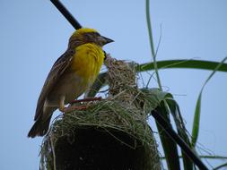 Bird Nature Wildlife