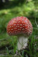 little fly agaric