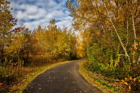 Fall Foliage Leaves