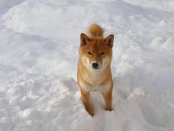 Japanese Spitz Winter Snow