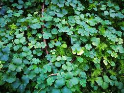 Shamrocks Plant Lucky Charm