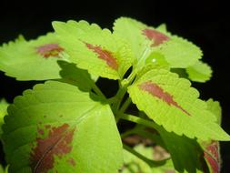Leaf Nature Flora