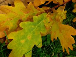 Leaf Oak