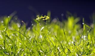green grass at night