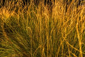 Grass Summer Almgräser