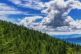green trees on a hill with clouds