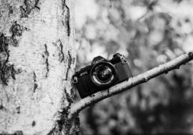 Black and white photo of the vintage camera, filming on the tree branch