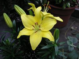 Flower Lily Floral