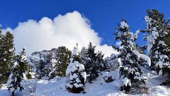Christmas trees in the snow in the mountains