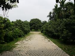 Tree Road