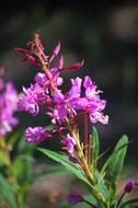 Flower Purple