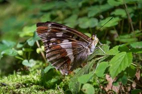 brown butterfly with green leaves