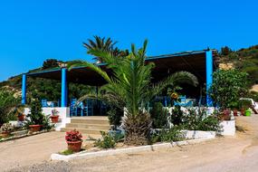 palm trees by the restaurant