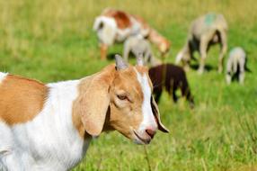 Goat Prima Donna Geiss Little
