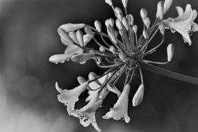 the delicacy of the flower in gray