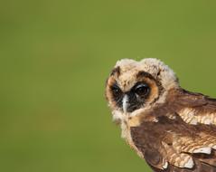 Owl Little Brown Juvenile