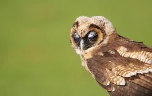 Owl Little Brown Juvenile