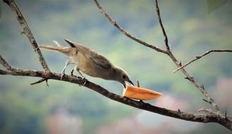 Tanager Eating Branch