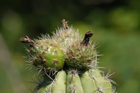 Thorny plant close up