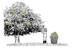 walnut walnut tree farmer nature