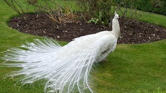 Peahen Bird Feathers