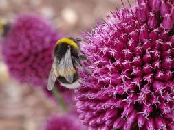 Bumblebee on a pink flower in close up
