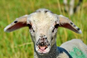Sheep SchÃ¤fchen Livestock Flock Of